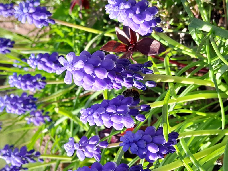 April 2026 Traubenhyazinthen