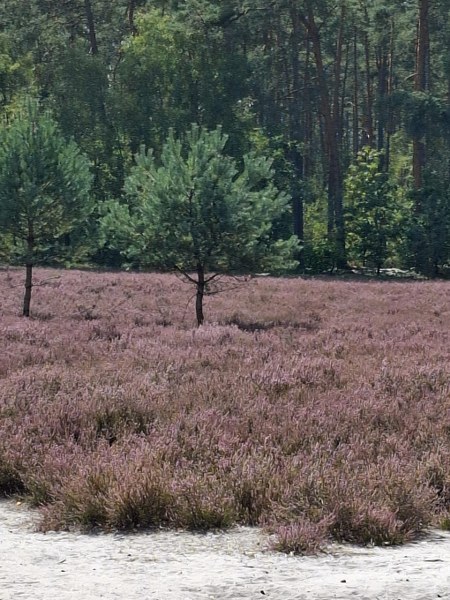 Heide, September